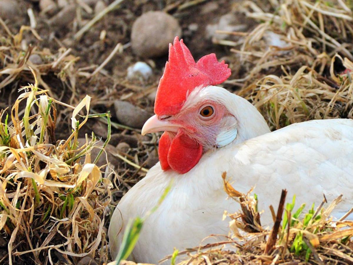 Chicken image - This research involved commercial egg farms