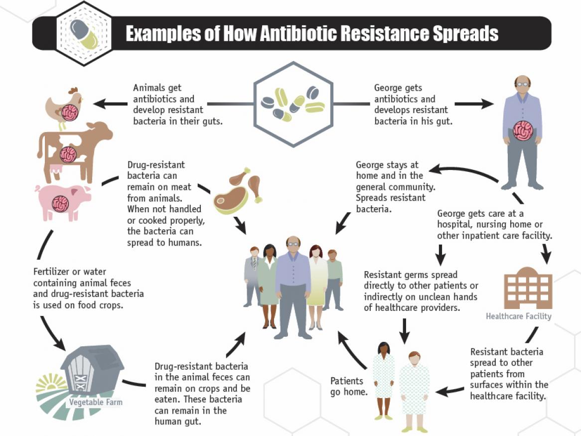 How antibiotic resistance spreads diagram