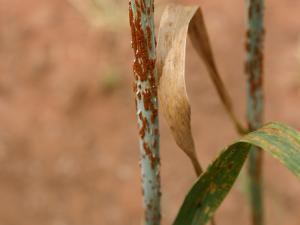 Stem rust on wheat plants