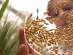 Grains