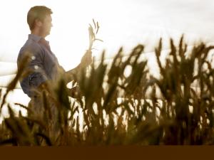Agriculture wheat field