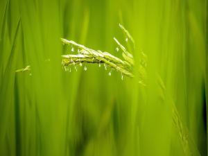 Rice flowers
