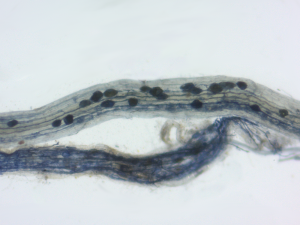 Plant roots colonized by arbuscular mycorrhizal fungi (Provided by Matthias Salomon)