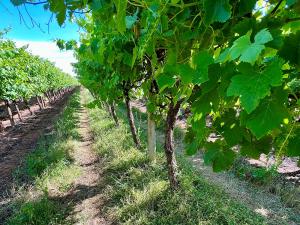 Vineyard with managed under vine crops (Provided by Thomas Lines)