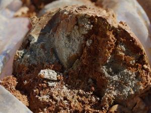 Cross section of a soil core (Provided by Divina Angela Navarro)