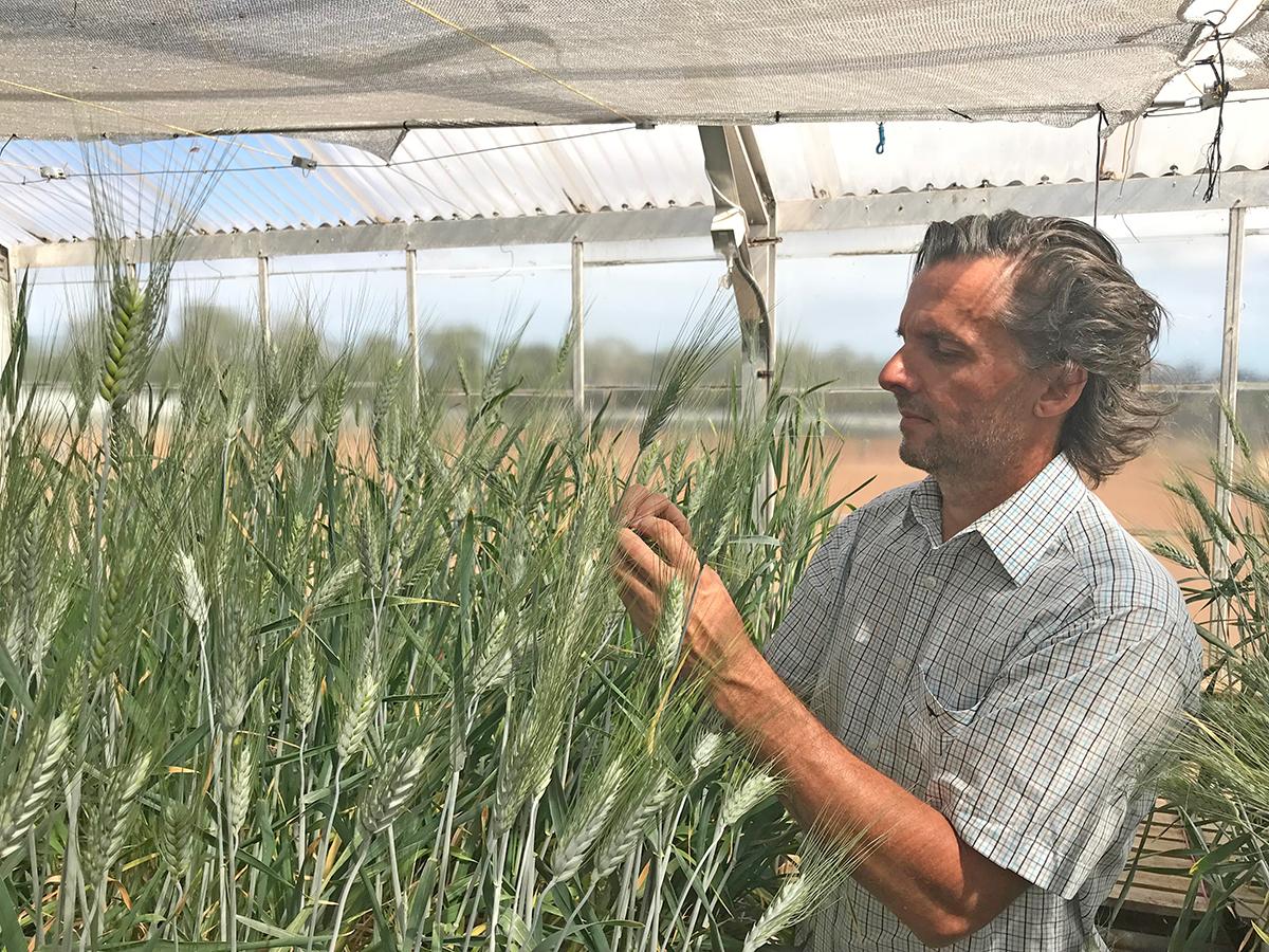 image of Jason Able and durum wheat