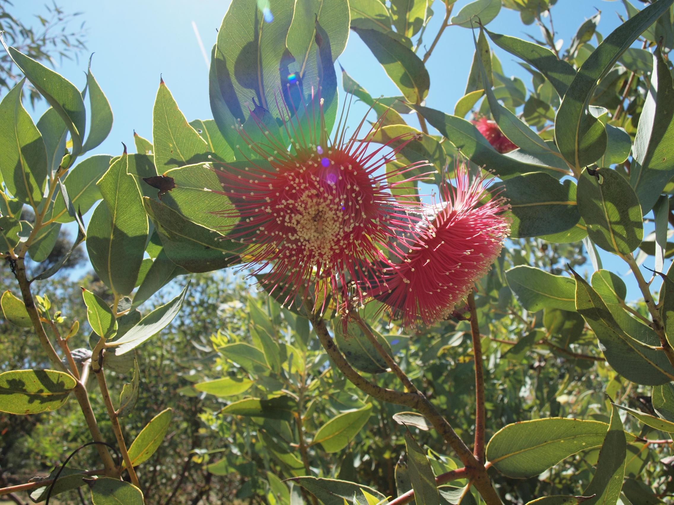 image of eucalyptus flowers