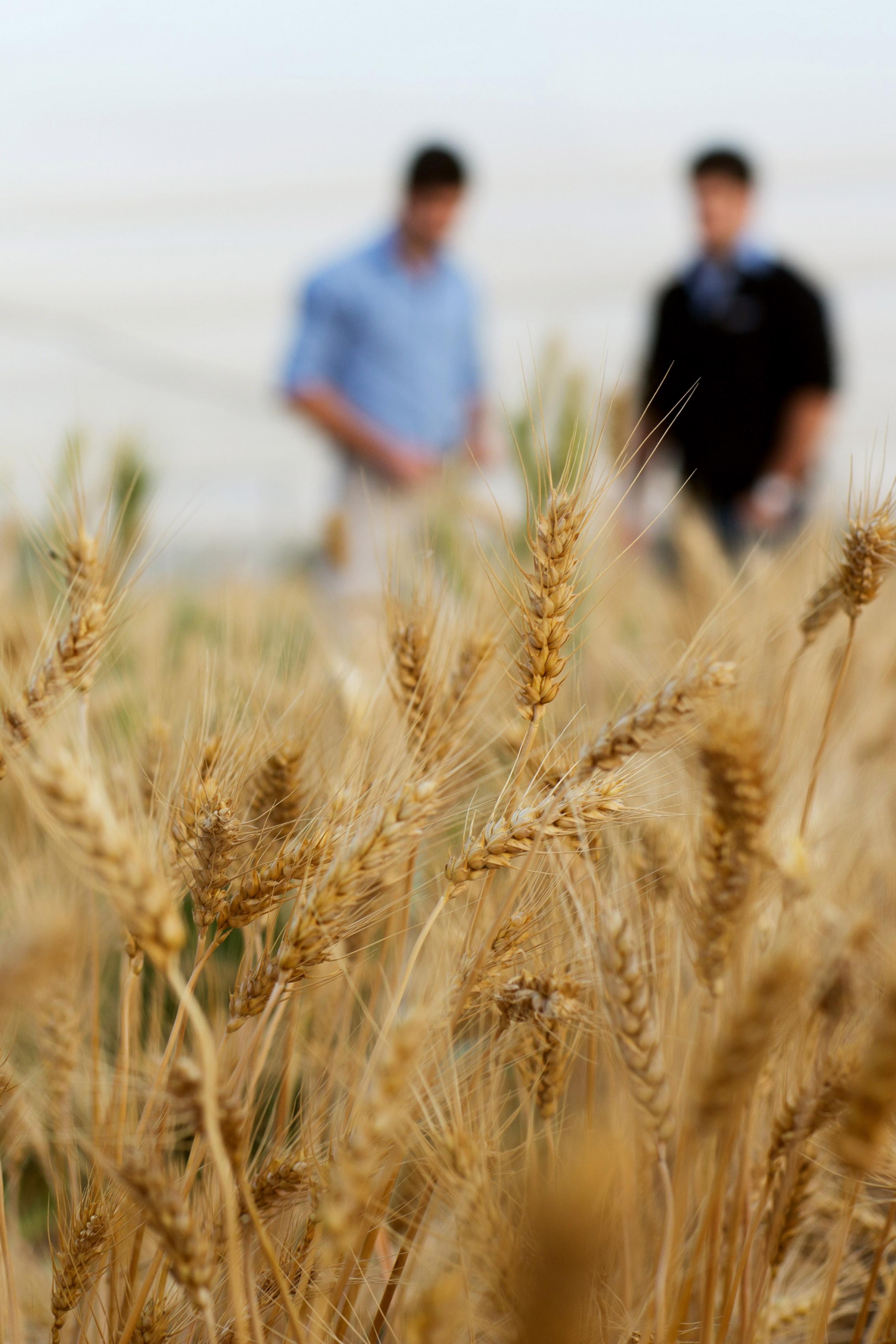 Agricultural sciences field photo