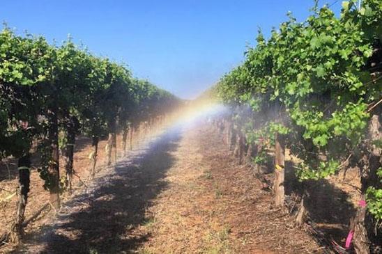 image of vineyard irrigation