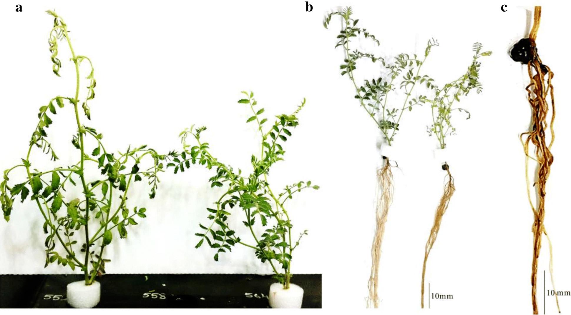 Phenotypic variation for PRR resistance in chickpea grown in hydroponics at 9 days after inoculation with P. medicaginis zoospores. a Wilting symptoms (04067-81-2-1-1 on left, Rupali on right) chickpea genotypes grown in hydroponics at 9 days after inoculation with P. medicaginis zoospores. b Root symptoms (04067-81-2-1-1 on left, Rupali on right). c Lateral and tap root death in Rupali