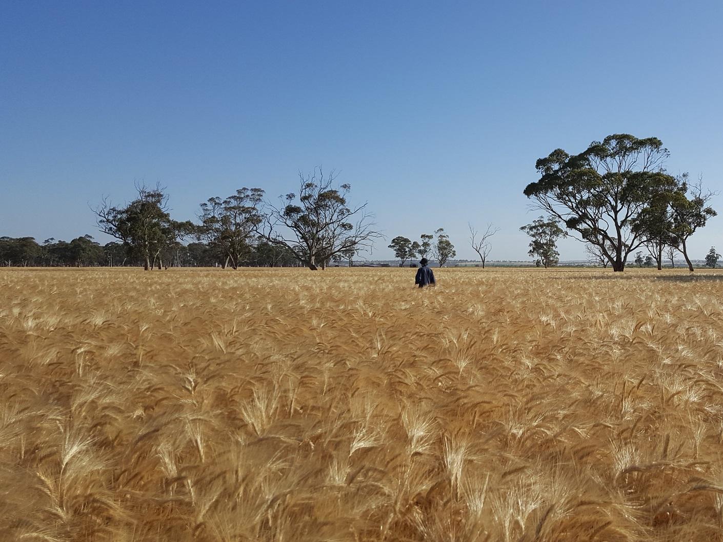Looking for weeds in a cropping paddock.