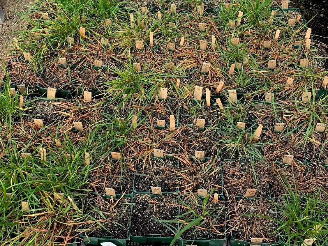 Herbicide resistance testing of ryegrass in small pots.