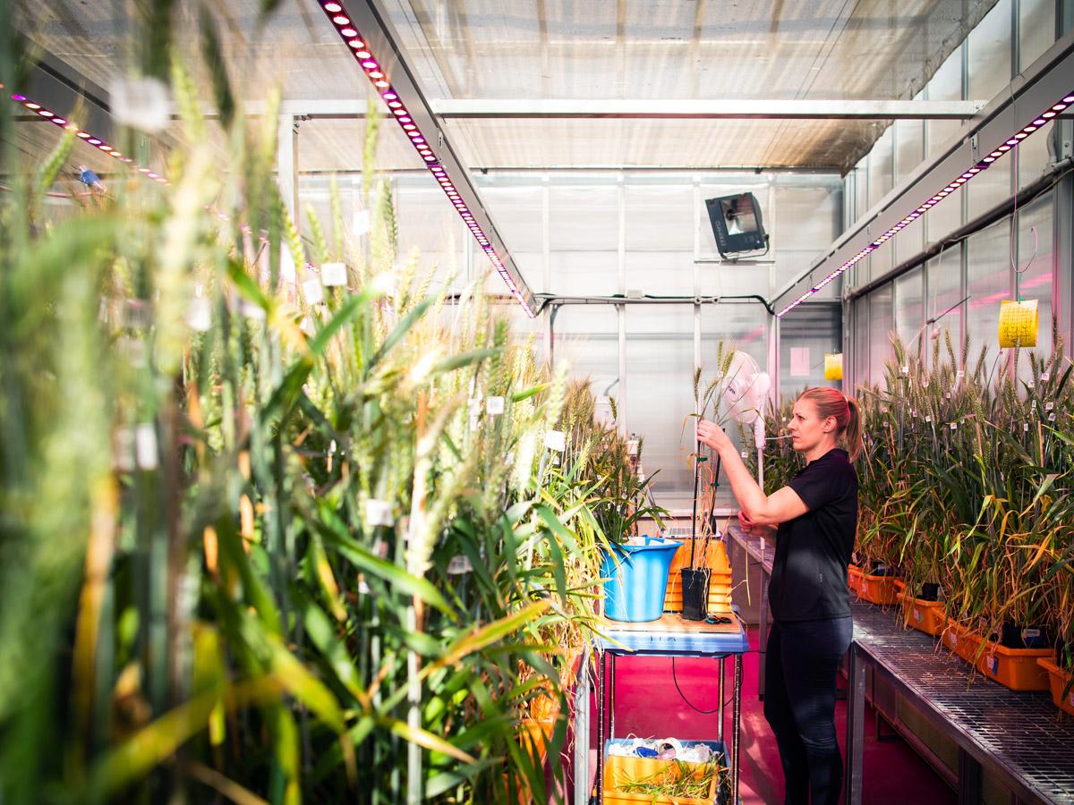 Wheat trials
