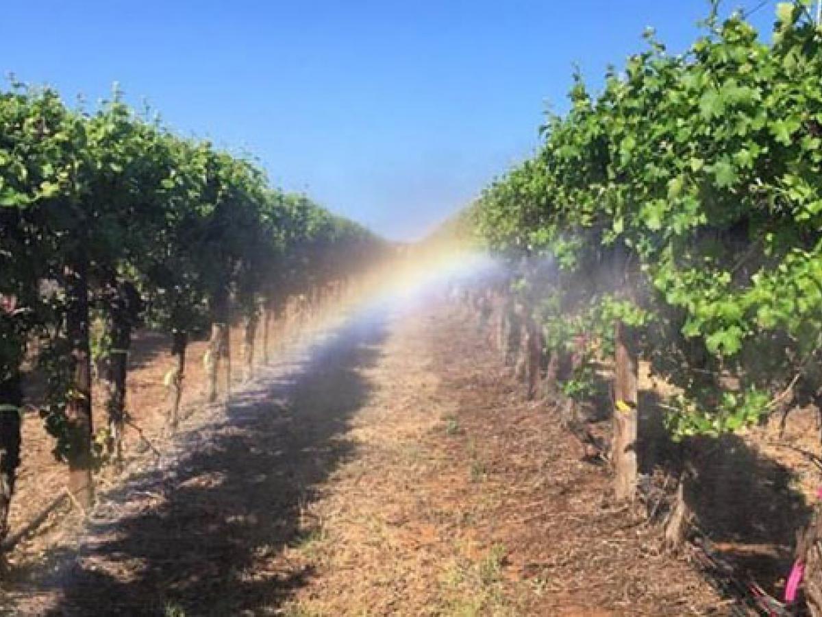 image of vineyard irrigation