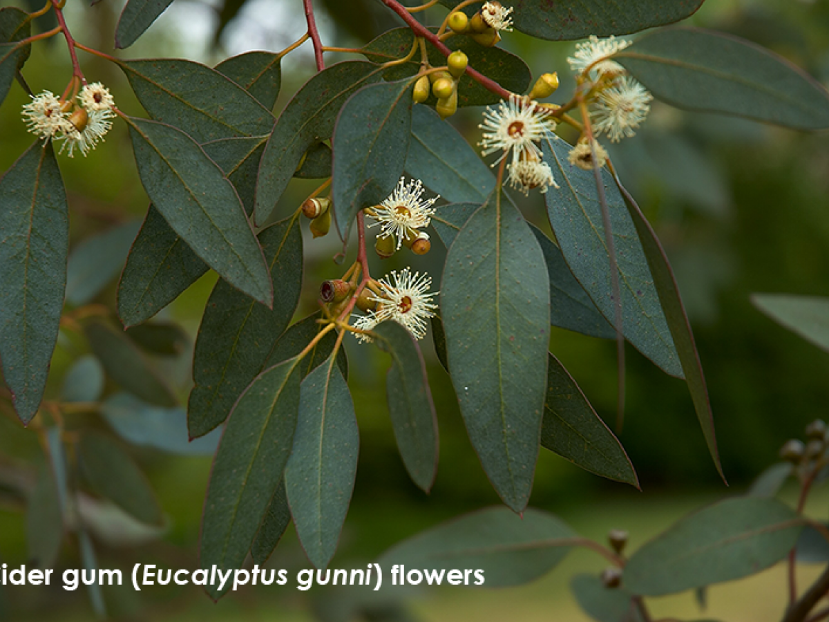cider gum flowers