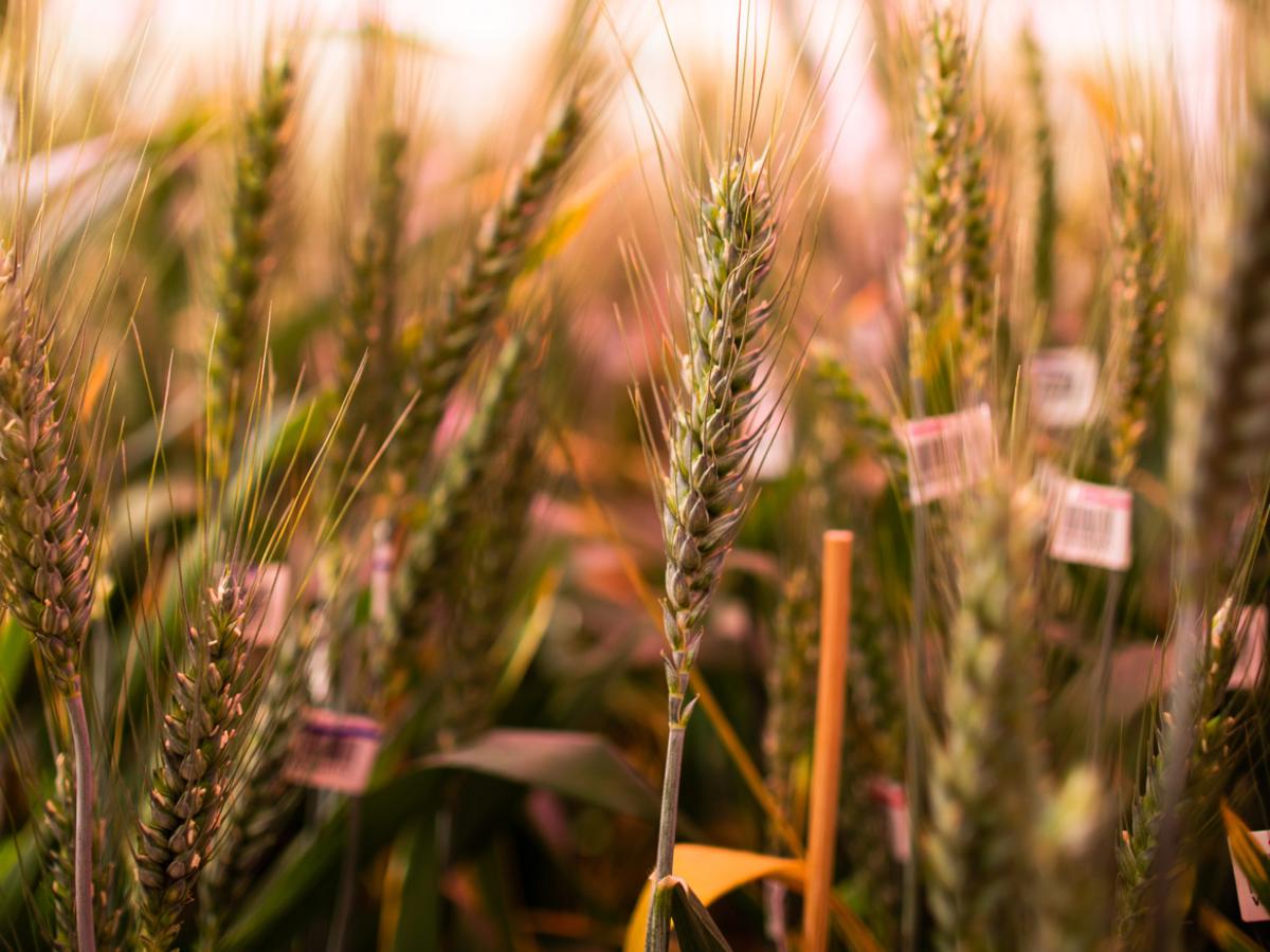 Wheat