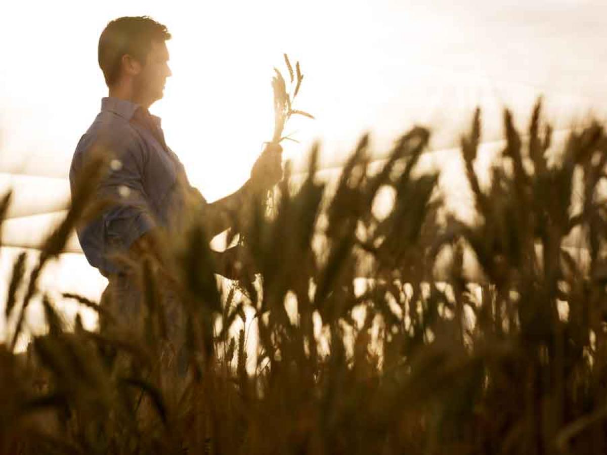 Roseworthy wheat crop