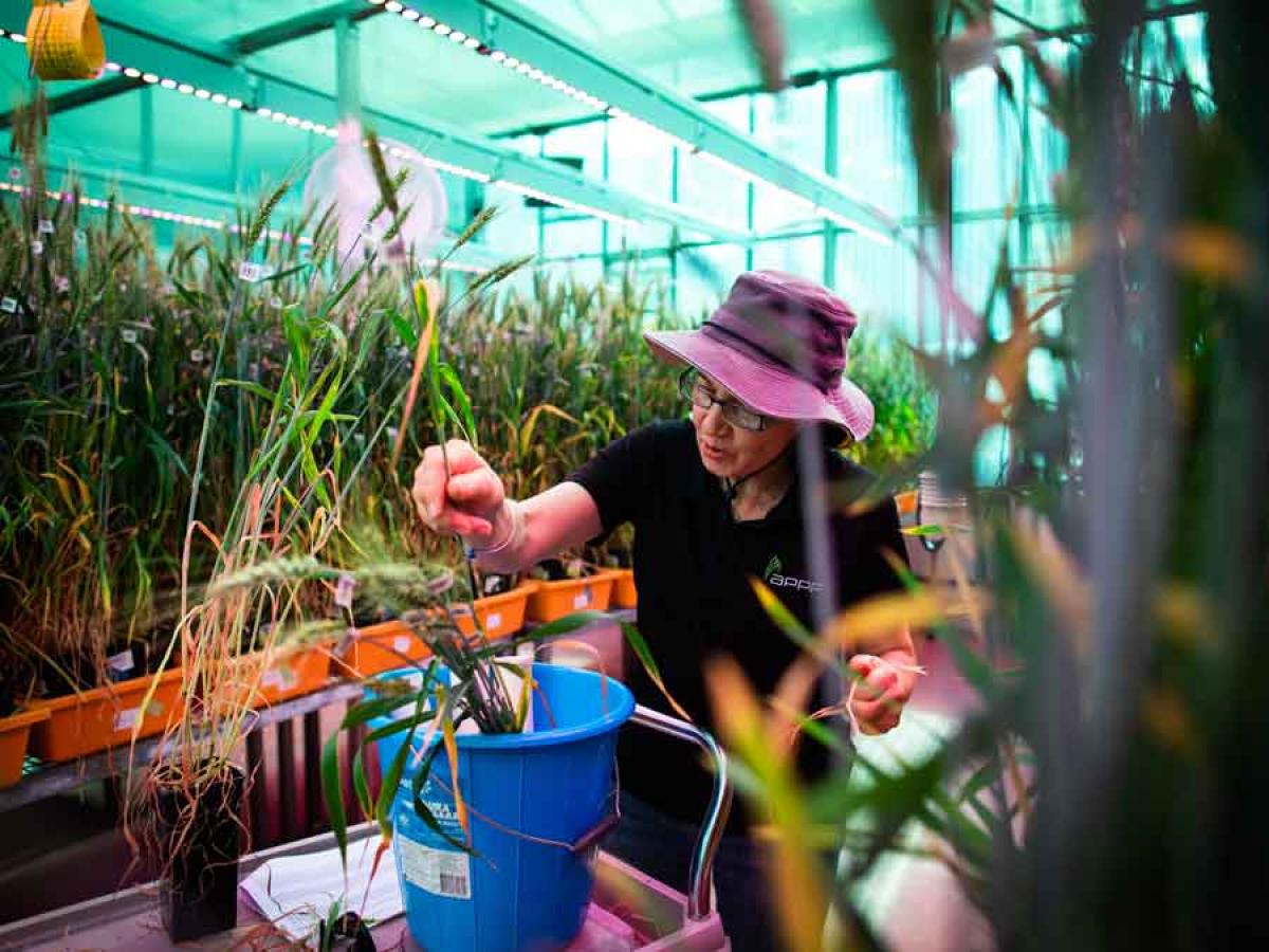 Waite campus.  Plant accelerator. Greenhouse 20. Plant researchers collecting data.