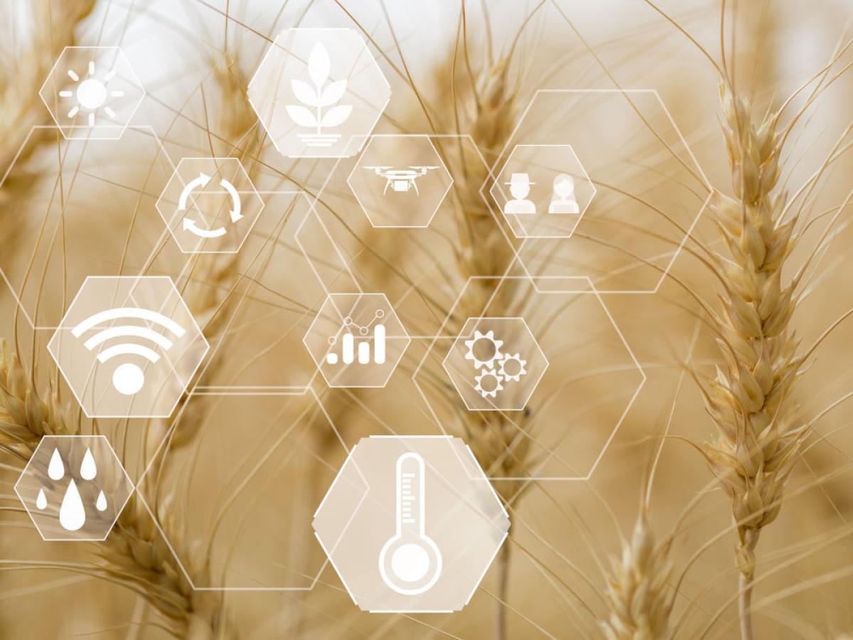 A wheat field with icons overlaid (sun, rain, thermometer, gear, drone, graph) depicting smart farming technologies