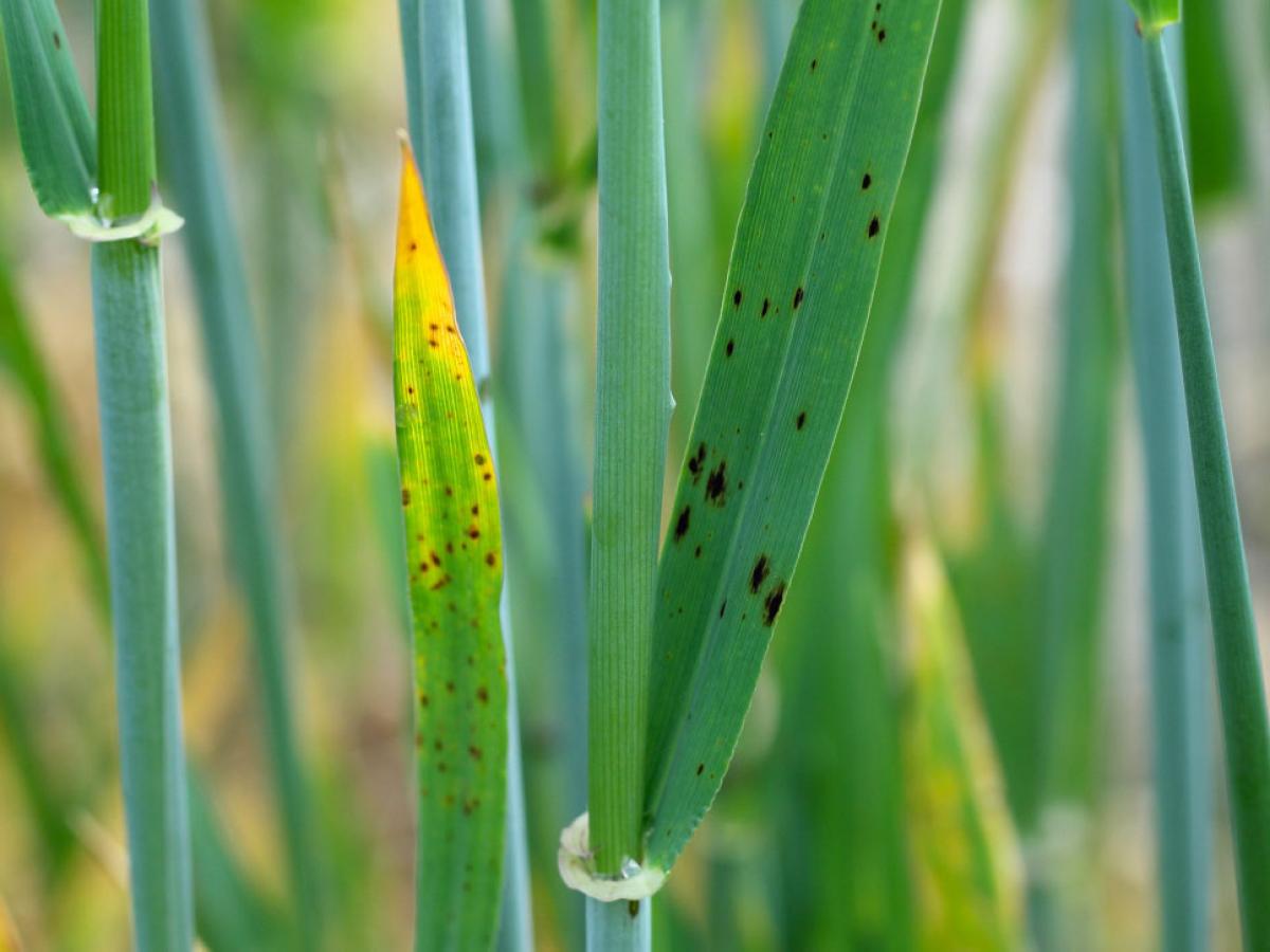 Crops with stem rust disease