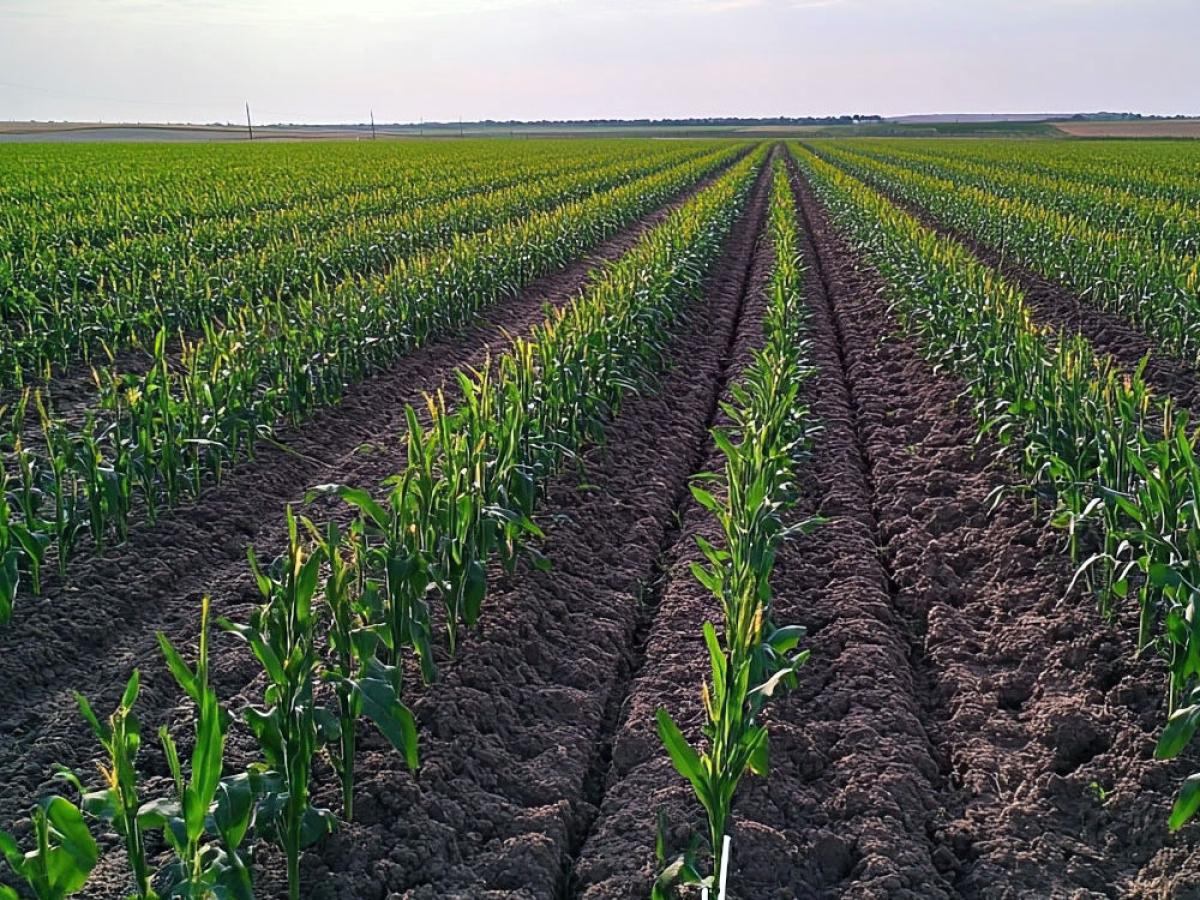 Crops growing in a field