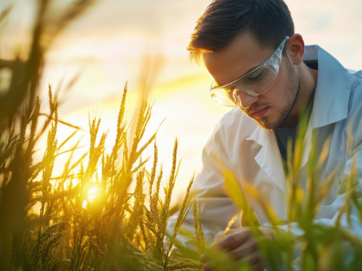 A scientist in a crop field