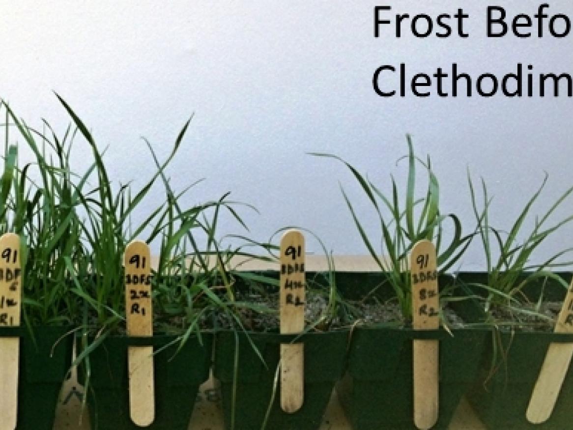 clethodim frost