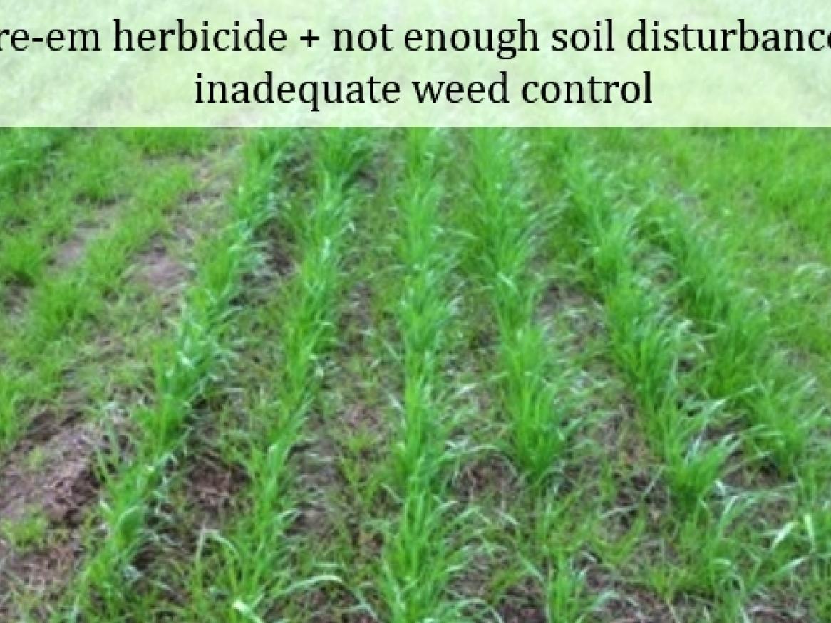 Pre-em herbicide + not enough soil disturbance = inadequate weed control