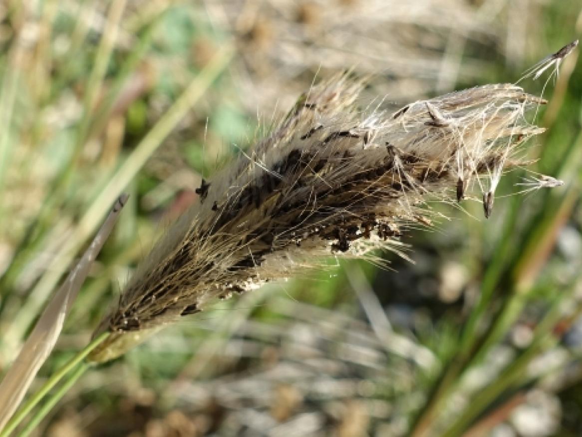 Feathertop Rhodes grass