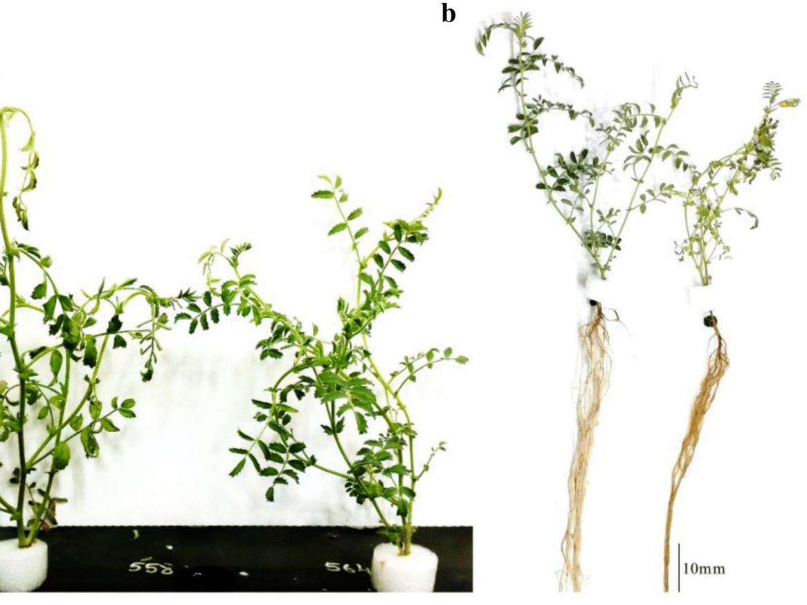 Phenotypic variation for PRR resistance in chickpea grown in hydroponics at 9 days after inoculation with P. medicaginis zoospores. a Wilting symptoms (04067-81-2-1-1 on left, Rupali on right) chickpea genotypes grown in hydroponics at 9 days after inoculation with P. medicaginis zoospores. b Root symptoms (04067-81-2-1-1 on left, Rupali on right). c Lateral and tap root death in Rupali