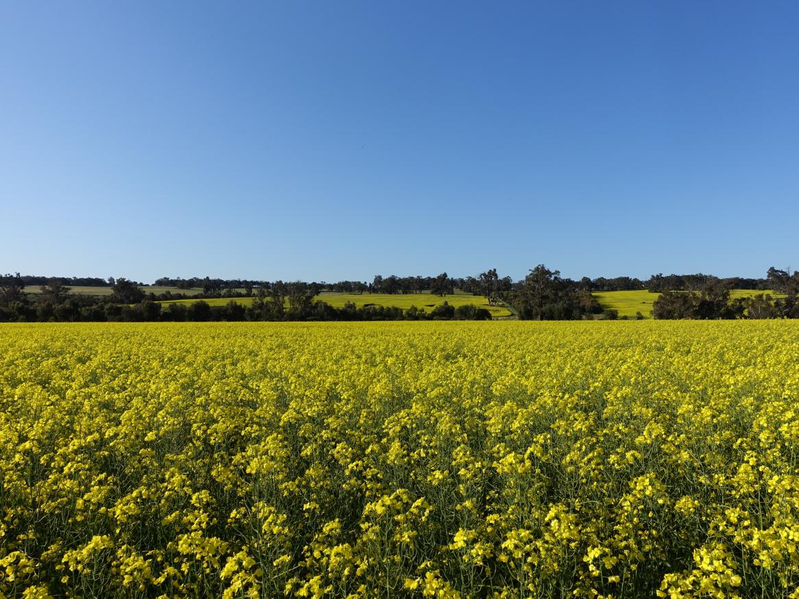 canola flowering