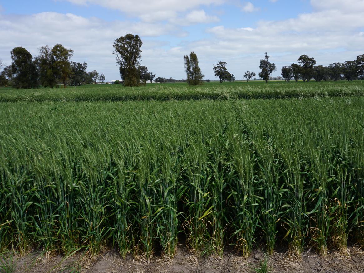 Frances site wheat crop