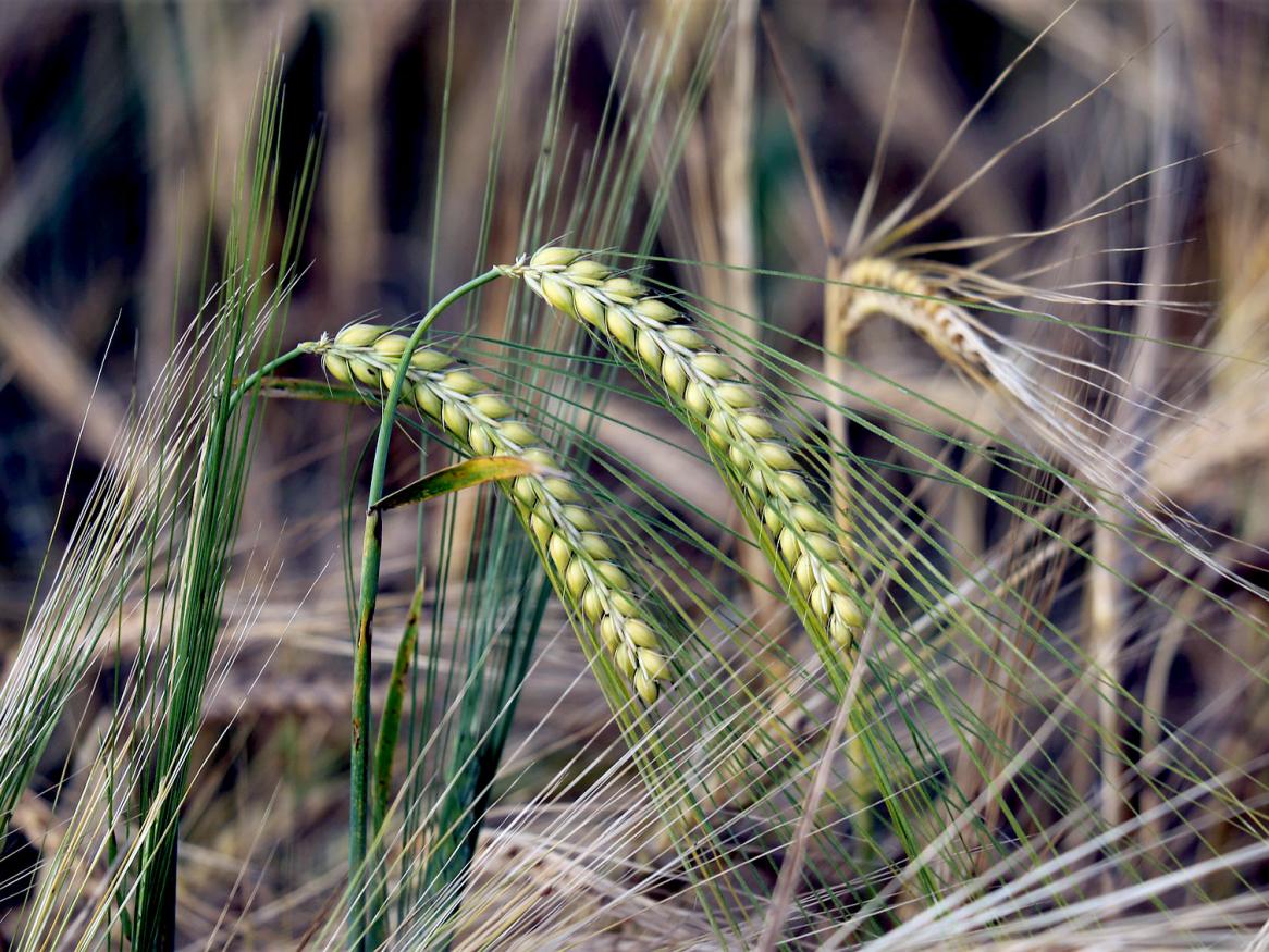 Barley photo