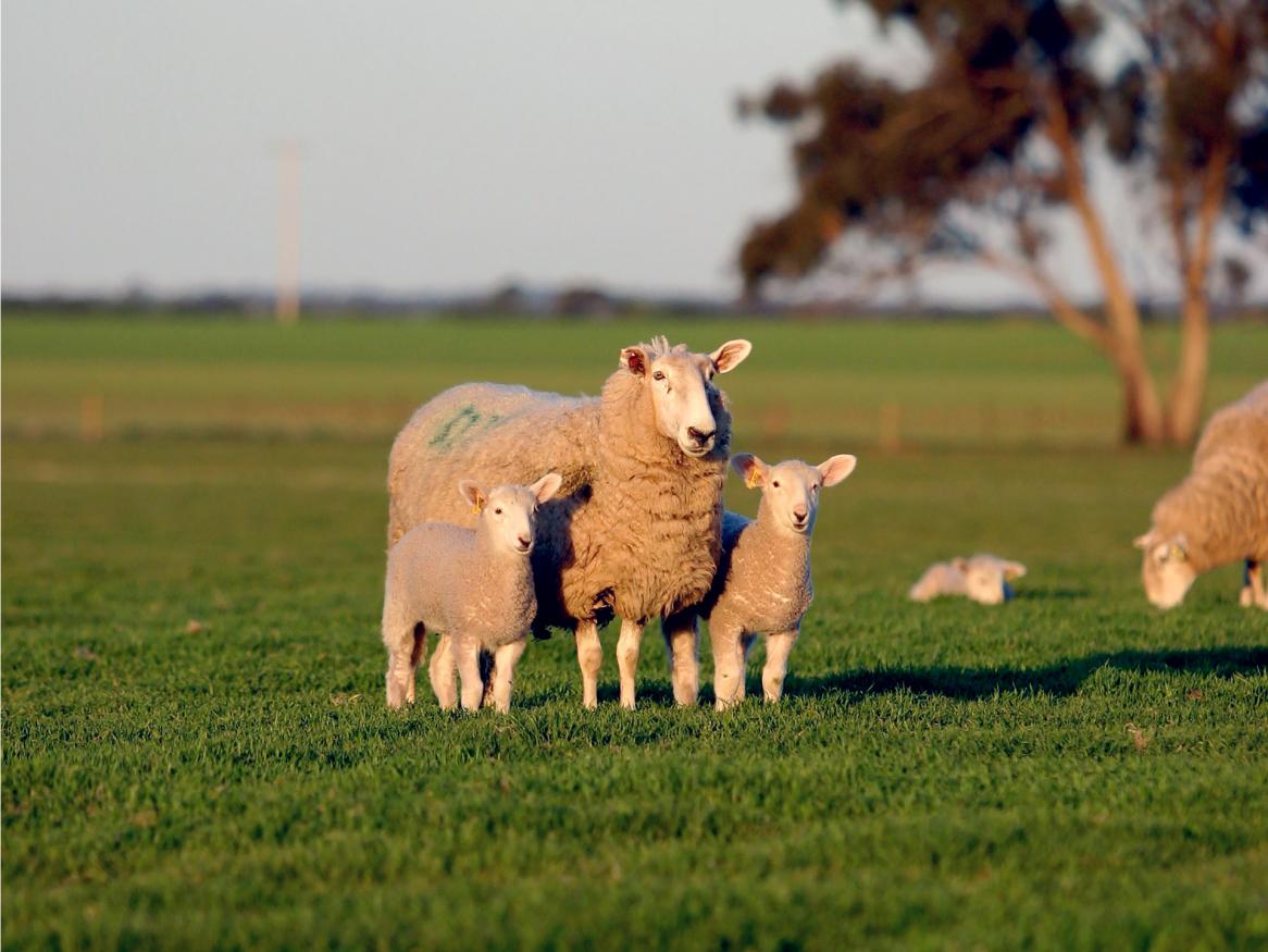 Davies Centre ewe and lambs