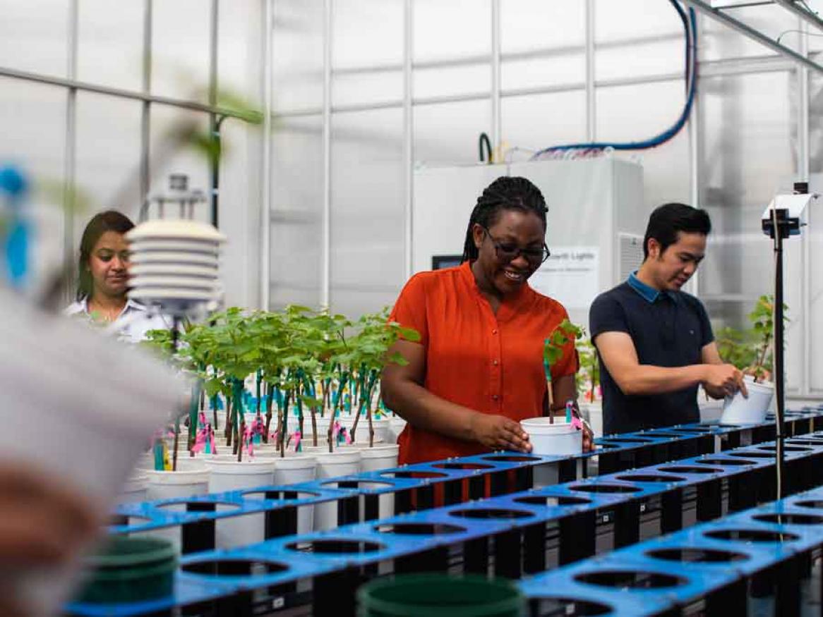 Australian Plant Phenomics Facility