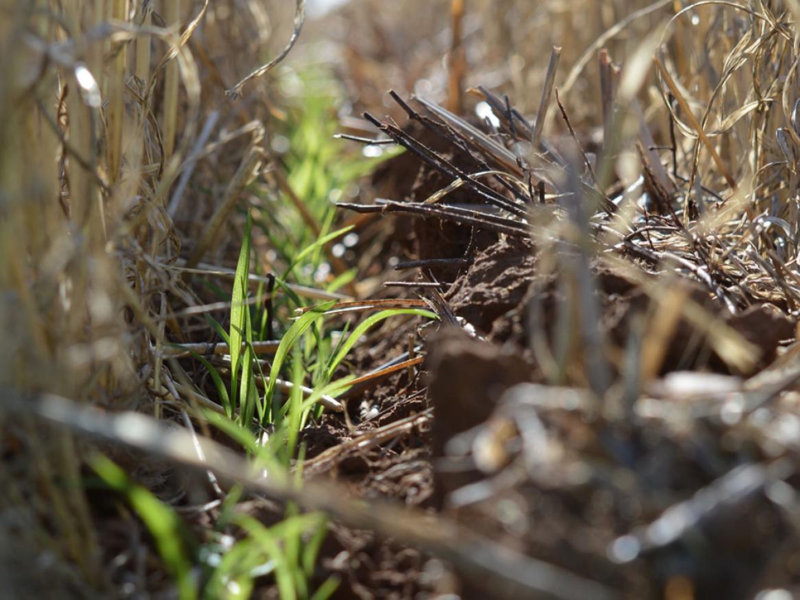 Precision-seeded seedlings emerging next to last year's stubble (Provided by Rodrigo Coqui da Silva)