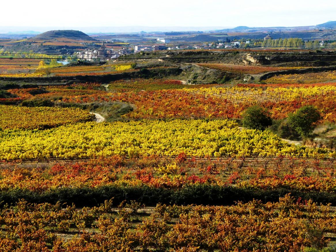 wine science study tours