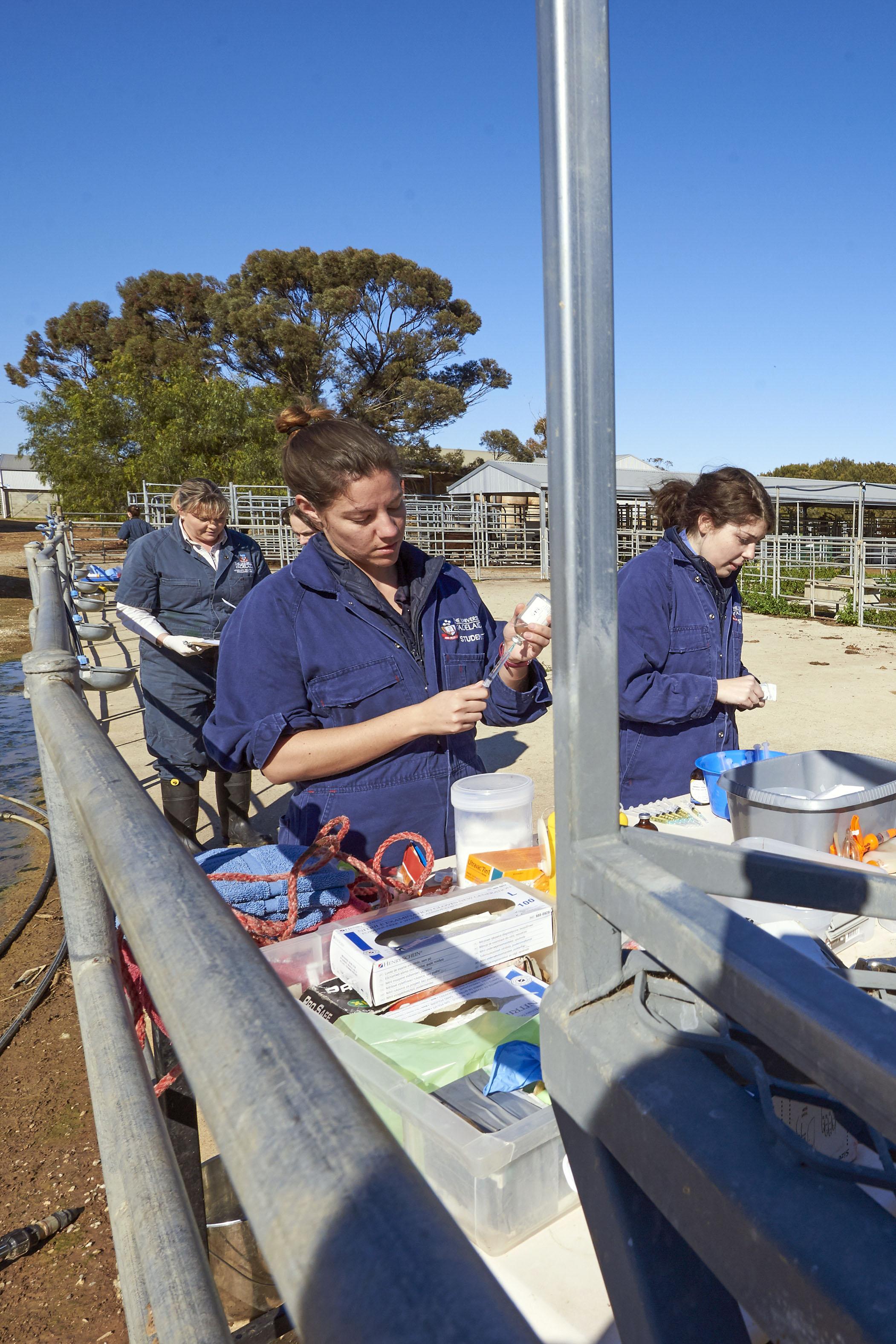 Vet students