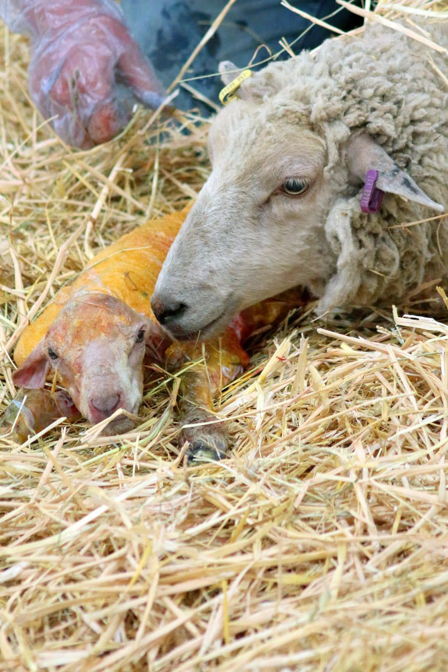 Sheep birth - Photo by Mat Brown from Pexels