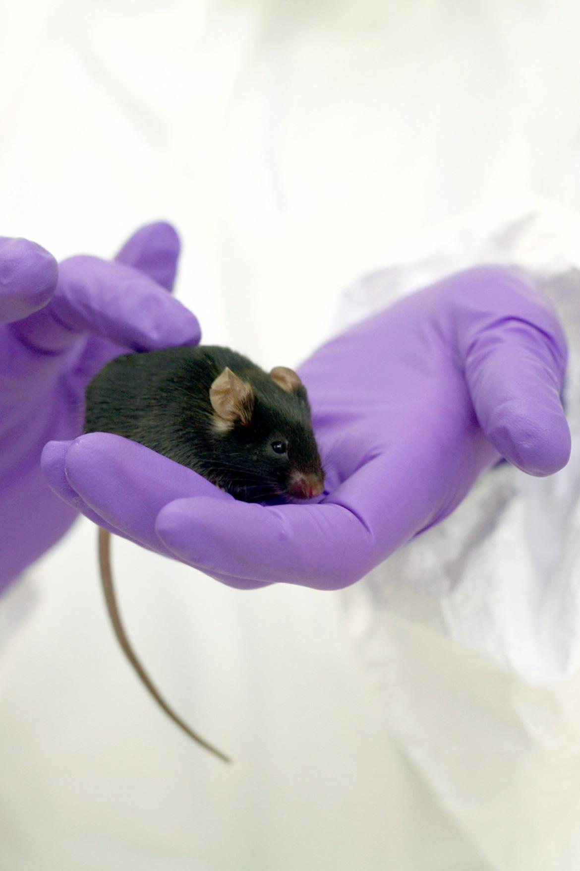 Black mouse gloved hands Credit: Understanding Animal Research