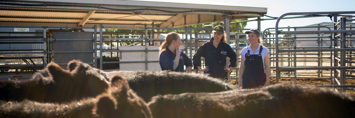 Students in cattle yards