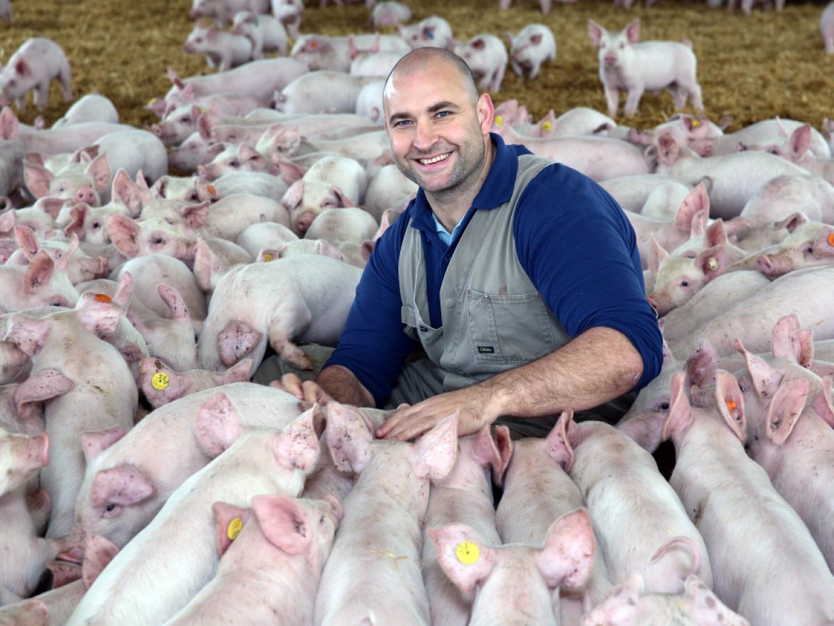 Will van Wettere and Pigs