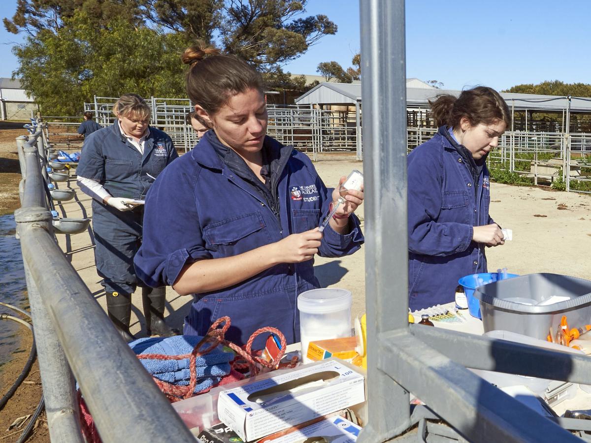 Vet students