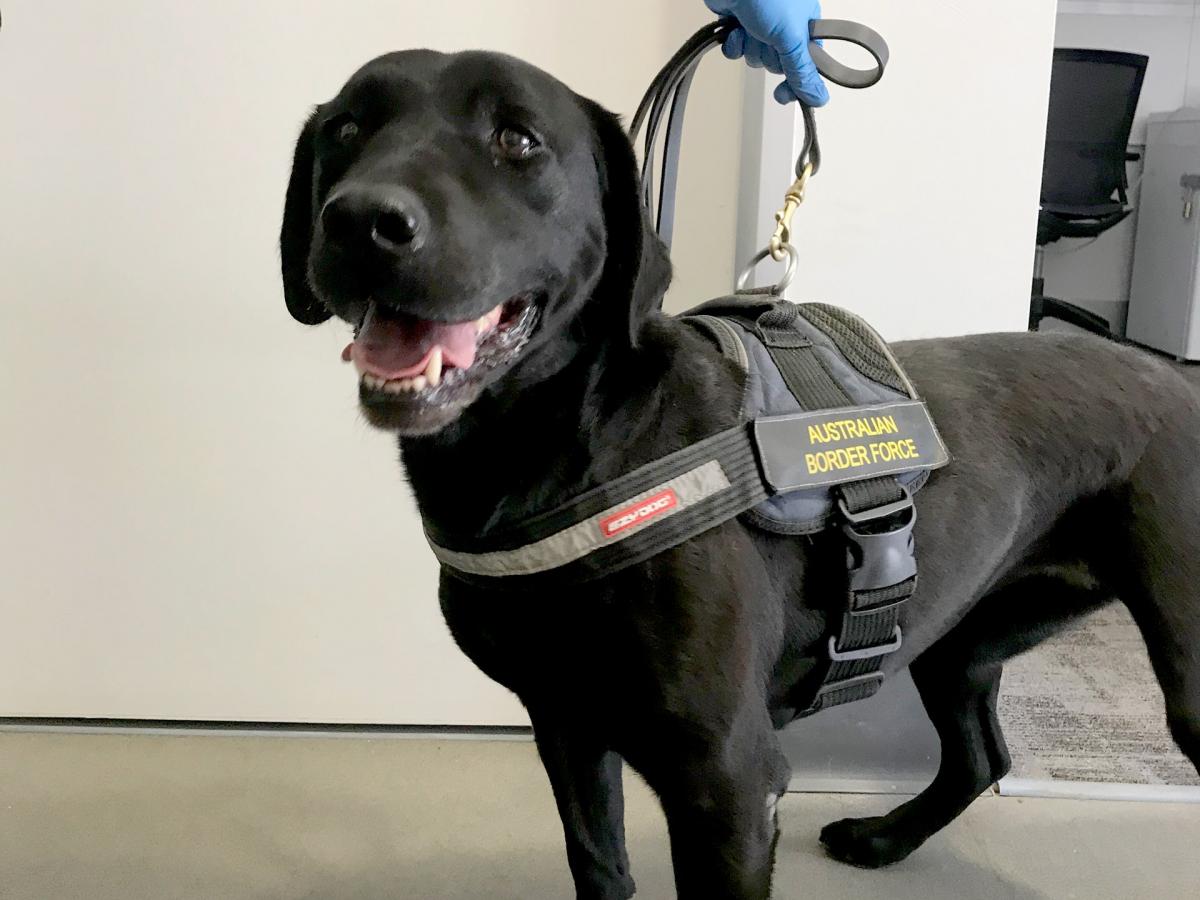Detector Dog Akelah