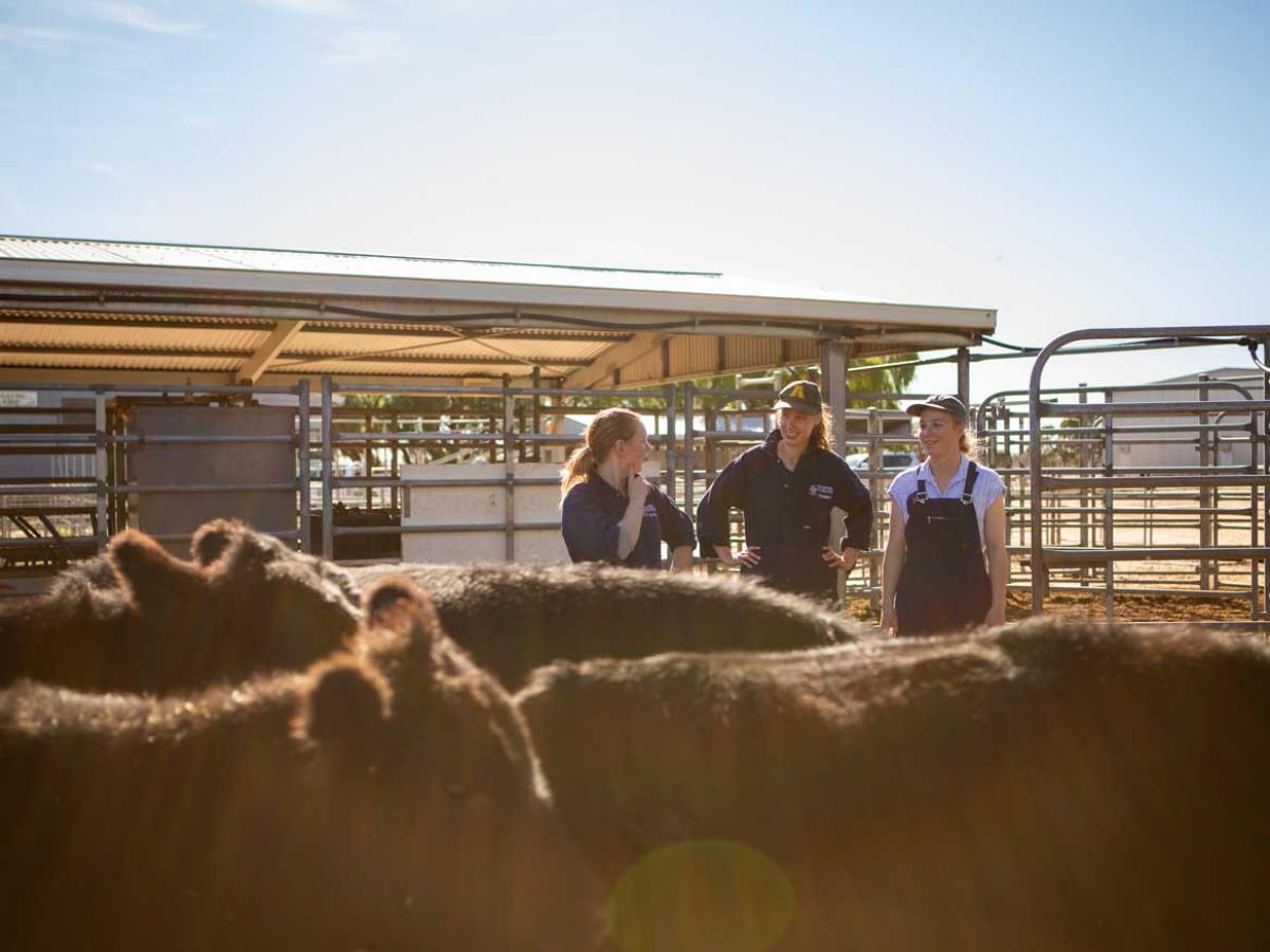 Three students with a herd of cows outdoors