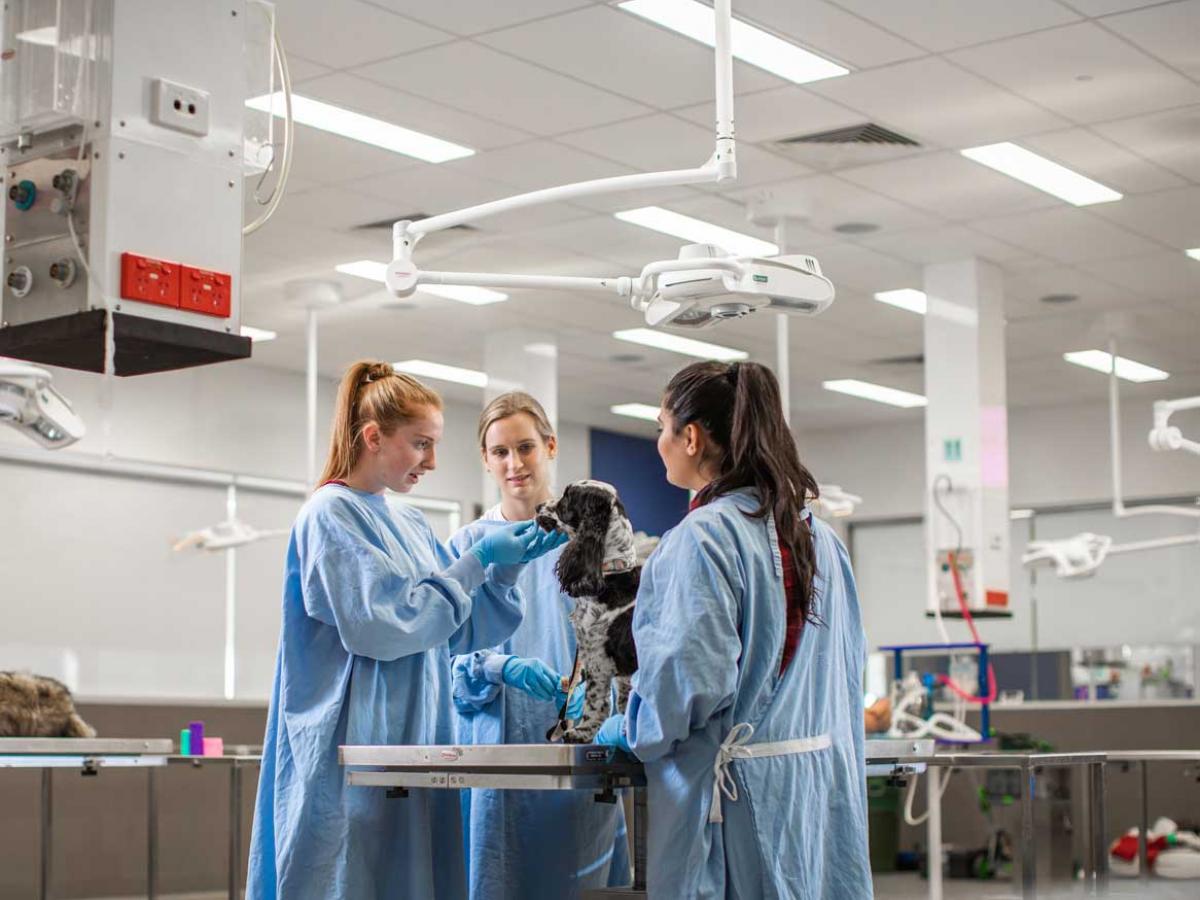 Students assessing a dog within the campus facilties
