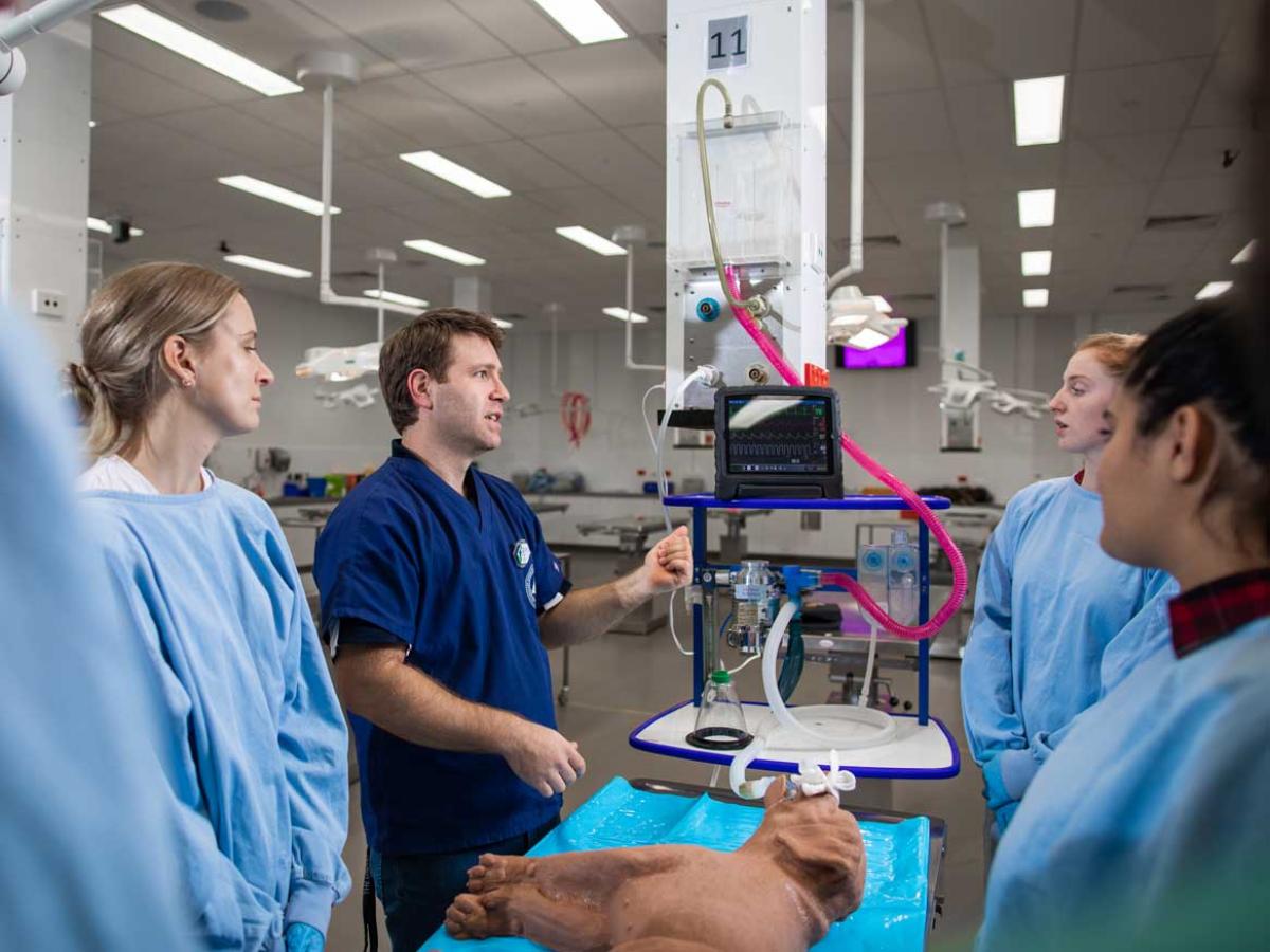 Veterinary technology students in a hands-on class