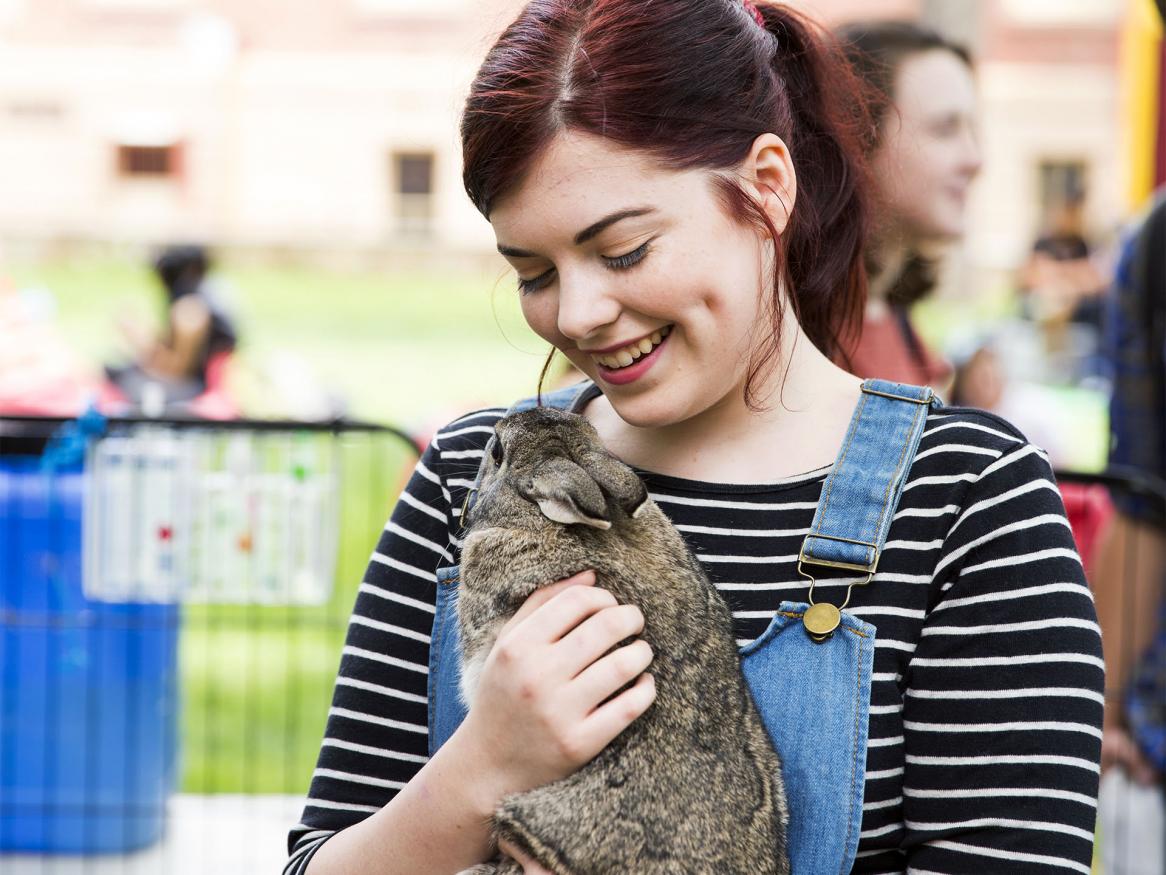 Animal handling - rabbit