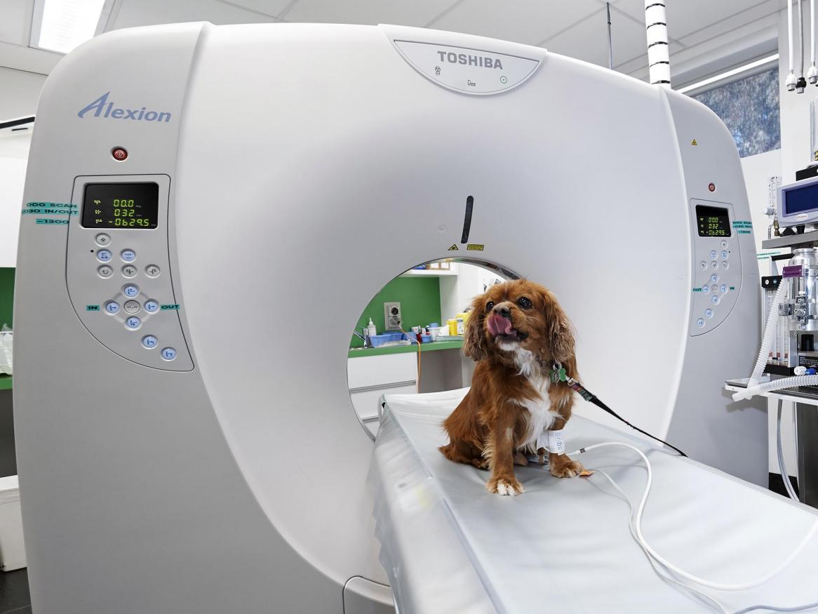 Vet clinic - dog CT scan