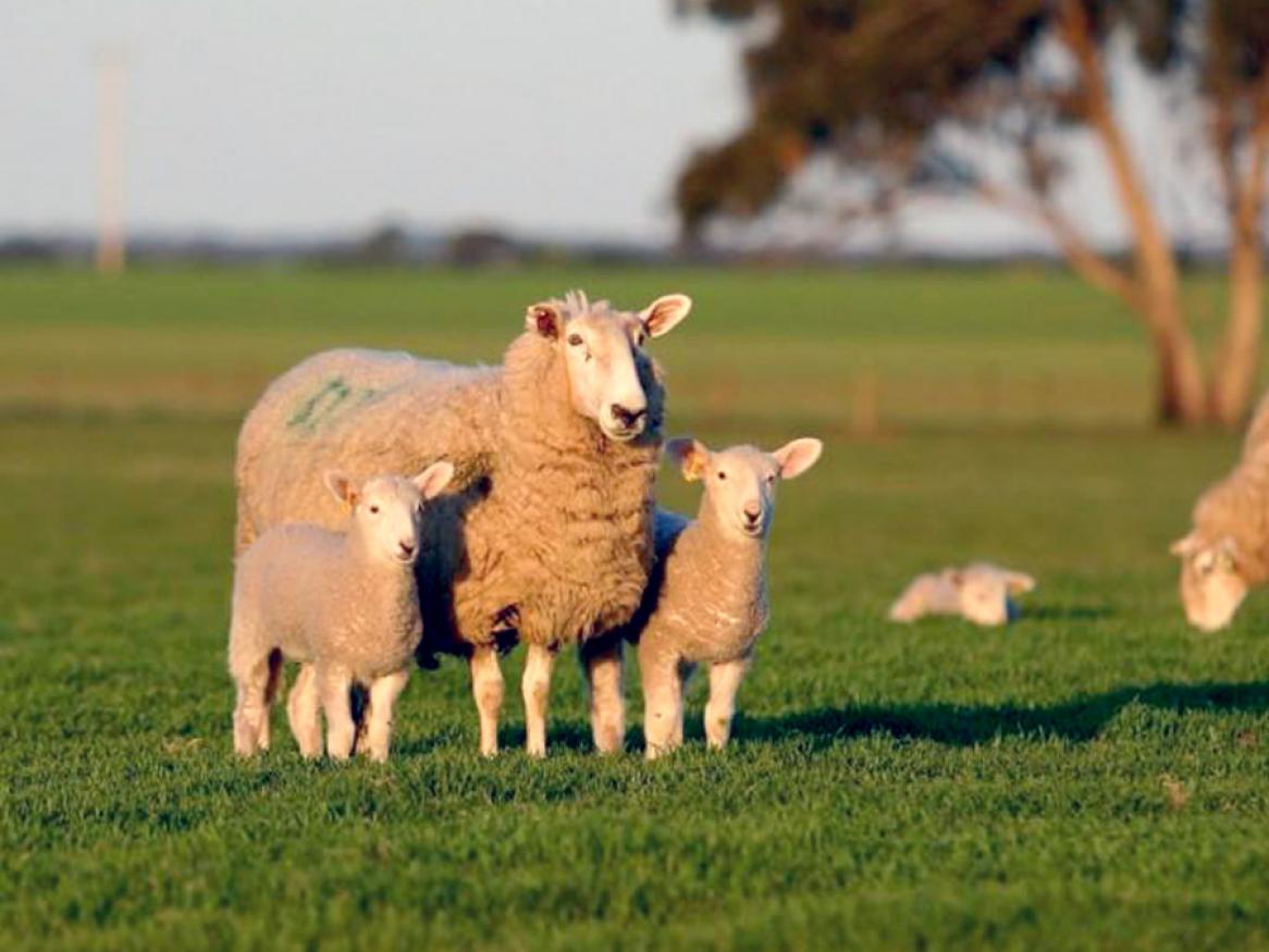 Davies Centre ewe and lambs